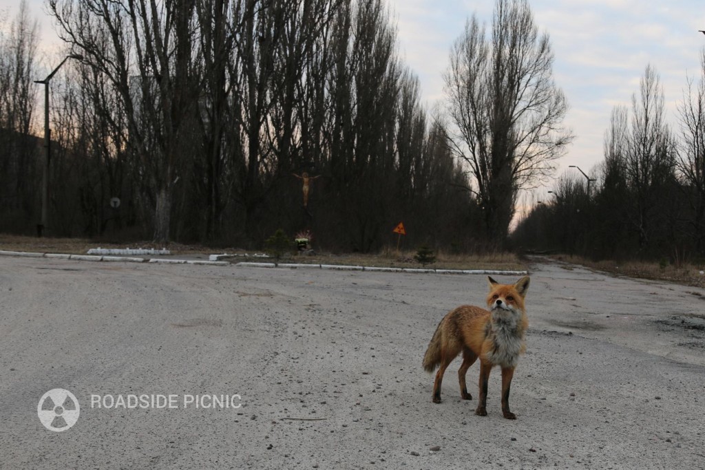 A fox in the entrance to the ghost town Pripyat.